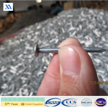 Proveedor de clavos comunes galvanizados (XA-CN7)